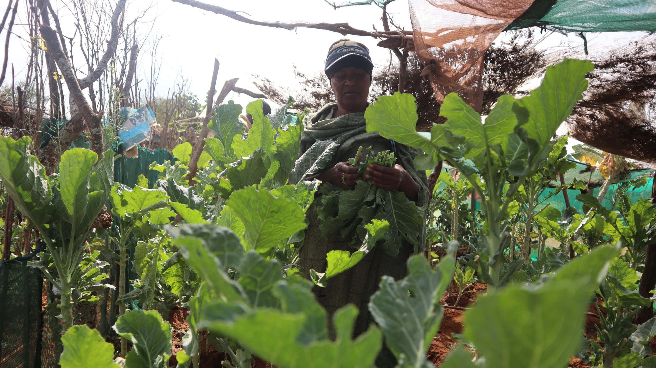 Growing hope in Lekiji: Nimo’s Permaculture Journey